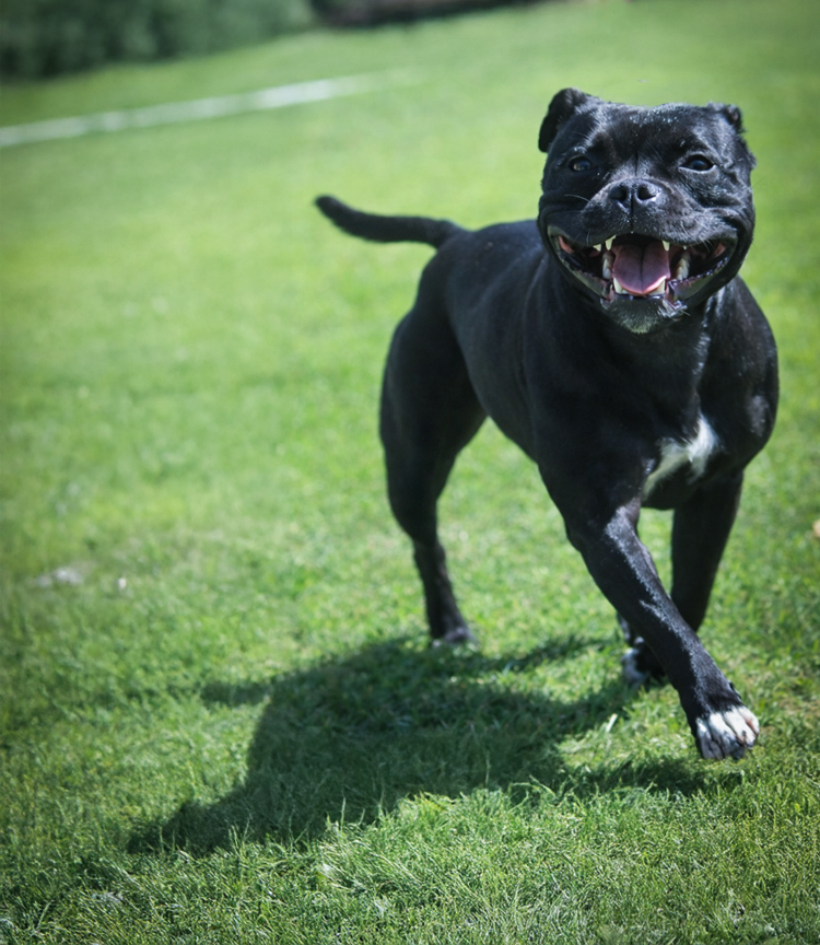 Ultimate Navys Kennel - Staffordshire Bull Terrier